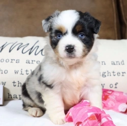 Cute Australian Shepherd puppies ready now