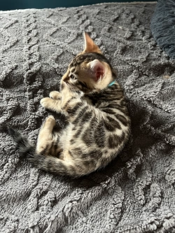 Bengal kittens ready for rehoming fee