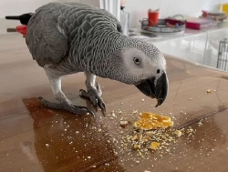 African grey parrots avail