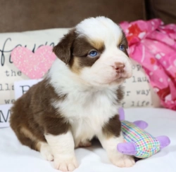 Cute Australian Shepherd puppies ready now