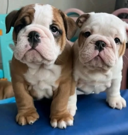 Quality Registered Bulldog Puppies