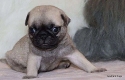 PUG PUPPIES READY
